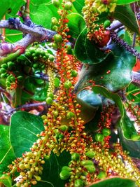 Close-up of christmas tree on plant