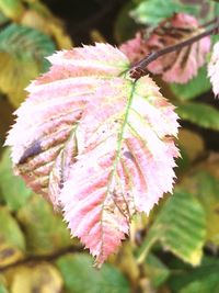 Close-up of wet pink flower