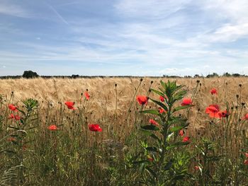 Scenic view of field against sky