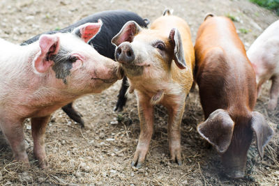 High angle view of pigs at farm