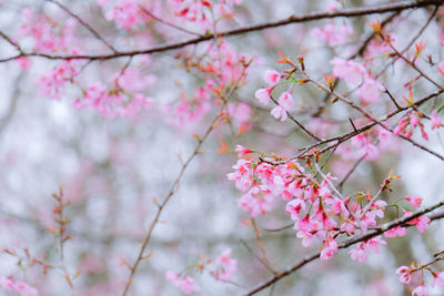 Low angle view of pink cherry blossoms in spring