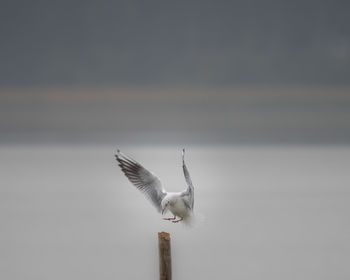Seagull flying in the sky