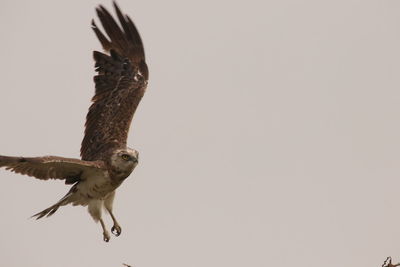 Bird flying against clear sky