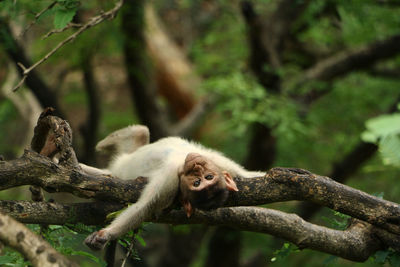 Monkey sitting on tree branch