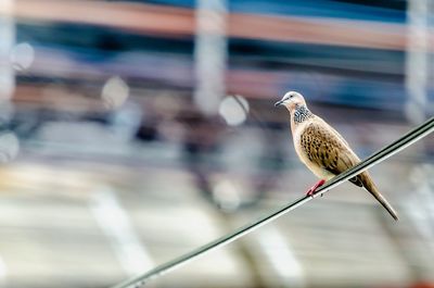 Close-up of bird perching on metal