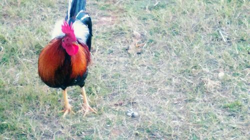 View of birds on field