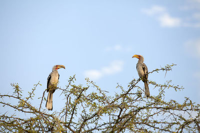 Low angle view of birds perching on branch against sky