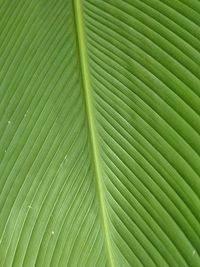 Full frame shot of palm leaves