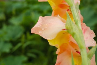 Close-up of water drops on yellow flower