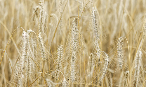 agriculture