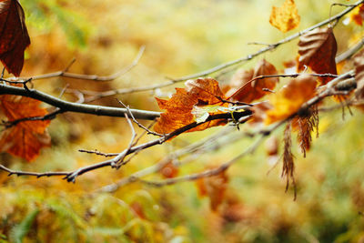 Close-up of autumn leaves on branch