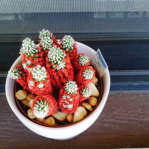 High angle view of fruits in bowl on table