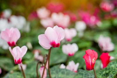 Close-up of pink flowering plants on field