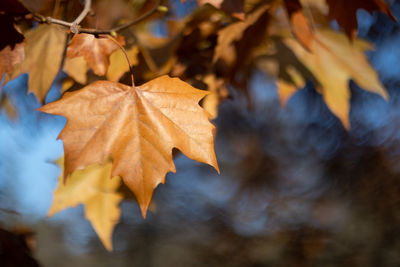 Close-up of yellow maple leaves against blurred background