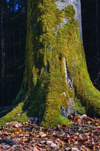 Sunlight falling on tree trunk