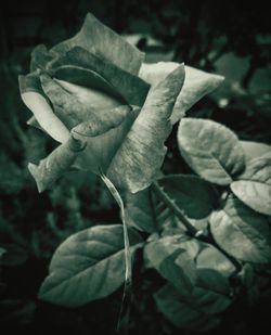 Close-up of white rose