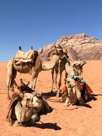 View of a desert
