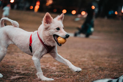 Dog looking away on field