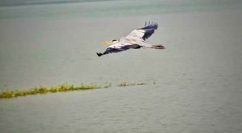 Bird flying over lake
