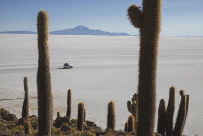 Car and cactus field over incahuasi island in uyuni