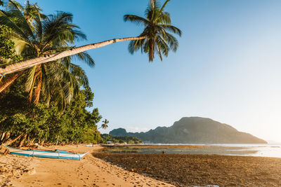 Palm trees at beach against clear sky