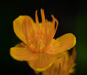 Close-up of yellow flower against black background