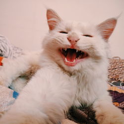 Cat yawning