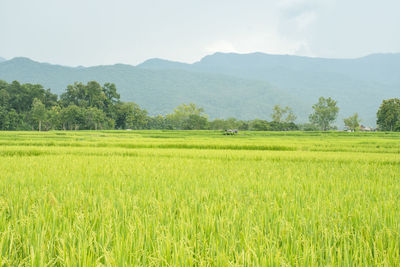 Scenic view of agricultural field against sky