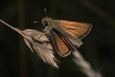 Small skipper butterfly