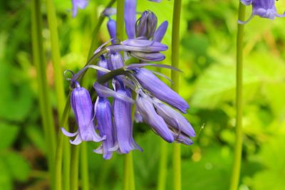 Close-up of purple flowers blooming outdoors