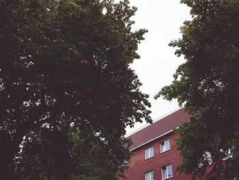 Low angle view of trees against sky