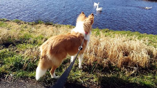 Dog standing on grass