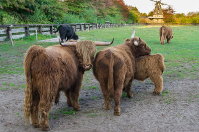 Cows in a field