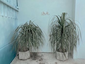 Plants growing against wall in building