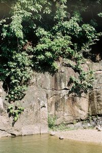 Scenic view of trees on rock formation