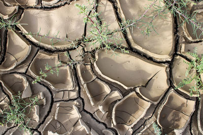 Dried up and cracked mud in drought with plants growing through