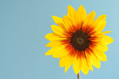 Low angle view of sunflower against clear sky