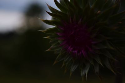 Close-up of flower blooming