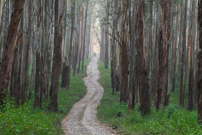Beautiful dense forest with road in india