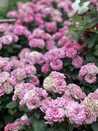 Close-up of pink flowering plants