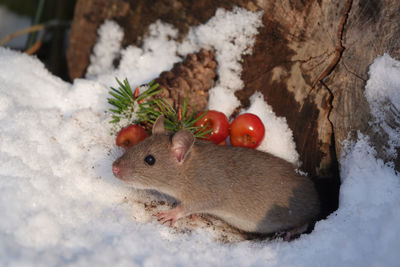 Close-up of squirrel