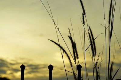 Close-up of silhouette plants against sky during sunset