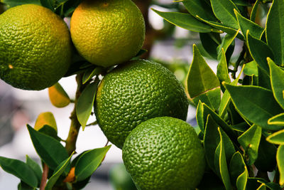 Tangerines on a tree in the garden, ripening citrus fruits in farm, selective focus on the fruits