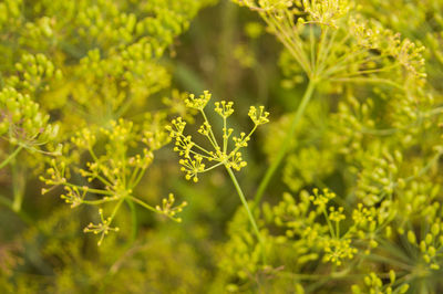 Close-up of flowering plant