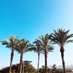 Low angle view of palm trees against blue sky