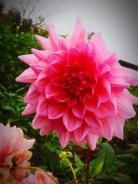 Close-up of pink flower