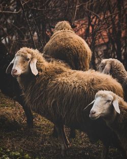 Sheep standing on field