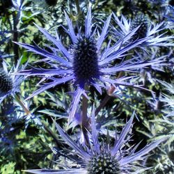 Close-up of purple flowers