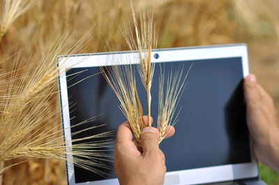 Close-up of hand holding wheat