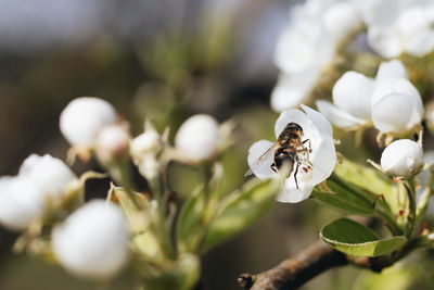 Close-up of insect on white flower